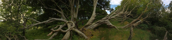«Exploring a Tree» (2017, Kintyre) Photo print UHD on Dibond Aluminum, 129,9 x 30,3 cm