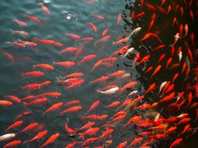 img_photo-fishes